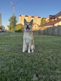 Photos supplémentaires: Chiots Akita Inu