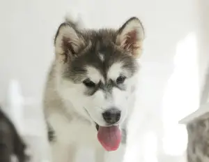 Photo №2 de l'annonce № 2607 de la vente malamute de l'alaska - acheter à Fédération de Russie annonce privée, de la fourrière, éleveur