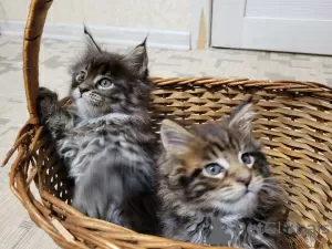 Photo №3. Chatons Maine Coons. Ukraine