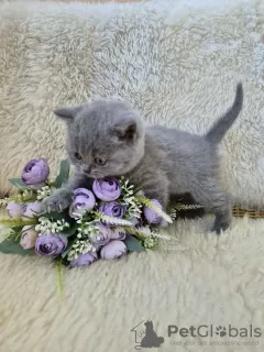 Photo №4. Je vais vendre british shorthair en ville de Tolyatti. éleveur - prix - négocié