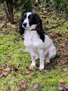 Photo №2 de l'annonce № 72076 de la vente chien bâtard - acheter à Fédération de Russie de l'abri