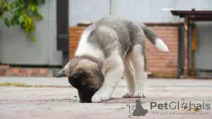 Photos supplémentaires: Chiots Akita américain à vendre