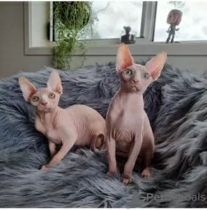 Photo №1. sphynx - à vendre en ville de Zürich | Gratuit | Annonce № 96405