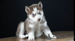 Photo №1. husky de sibérie - à vendre en ville de Göttingen | négocié | Annonce №52293