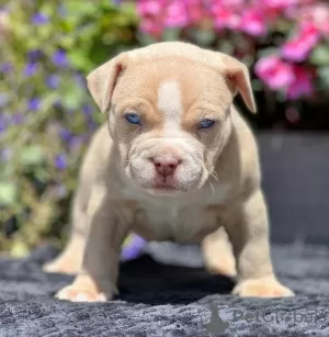 Photo №1. american bully - à vendre en ville de Bucharest | Gratuit | Annonce №109533