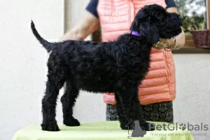 Photos supplémentaires: TERRIER NOIR RUSSE - CHIOTS FCI UNIQUES