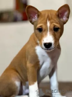 Photos supplémentaires: Chiots Basenji. Chien africain qui n'aboie pas.