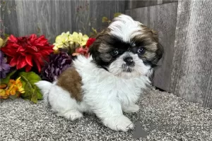 Photo №1. shih tzu - à vendre en ville de Regensburg | négocié | Annonce №123664