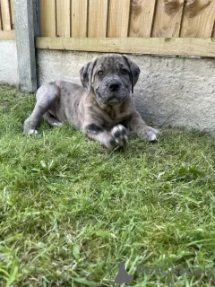 Photo №2 de l'annonce № 48761 de la vente mastiff - acheter à Suède éleveur