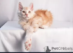 Photos supplémentaires: La chatterie Maine Coon propose des chatons d'âges différents