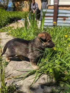 Photos supplémentaires: Magnifiques chiots Pékinois