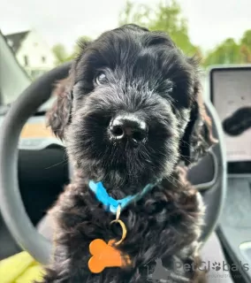 Photo №1. labradoodle - à vendre en ville de Düsseldorf | négocié | Annonce №105733