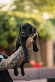 Photo №2 de l'annonce № 117472 de la vente cane corso - acheter à Serbie éleveur