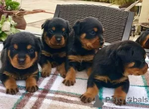 Photo №1. rottweiler - à vendre en ville de Berlin | Gratuit | Annonce №126255