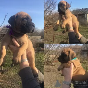 Photo №1. boerboel - à vendre en ville de Belgorod | 552€ | Annonce №10070