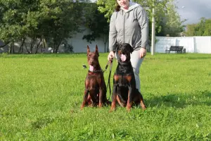 Photo №2 de l'annonce № 4904 de la vente dobermann - acheter à Biélorussie de la fourrière