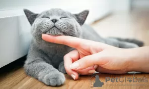 Photo №2 de l'annonce № 96921 de la vente british shorthair - acheter à Allemagne éleveur