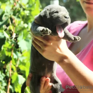 Photos supplémentaires: Chiots cane corso