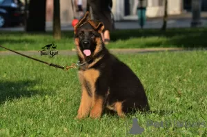 Photos supplémentaires: L'élevage de berger allemand TSARI & GRANT propose des chiots