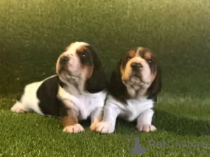 Photo №1. basset hound - à vendre en ville de Berlin | Gratuit | Annonce №95920