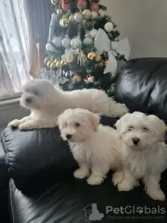 Photo №1. bichon à poil frisé - à vendre en ville de Orlando | 473€ | Annonce №92654