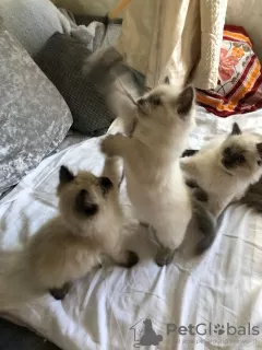 Photos supplémentaires: Chatons Ragdoll en bonne santé à vendre avec des services de livraison à