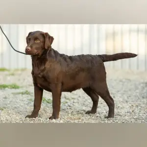 Photo №2 de l'annonce № 1176 de la vente labrador retriever - acheter à Fédération de Russie de la fourrière