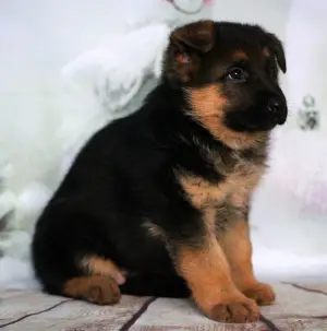 Photos supplémentaires: Chiot de berger allemand