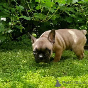 Photos supplémentaires: chiots bouledogue francais a vendre