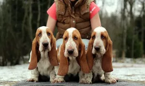 Photo №1. basset hound - à vendre en ville de Saint-Pétersbourg | Négocié | Annonce №5603