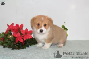 Photo №3. Beaux chiots Corgi 1 (281) 698-7719. USA