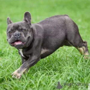 Photos supplémentaires: Bouledogue français bleu et feu