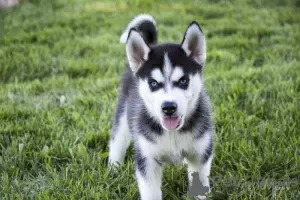 Photo №2 de l'annonce № 130772 de la vente husky de sibérie - acheter à Suisse annonce privée