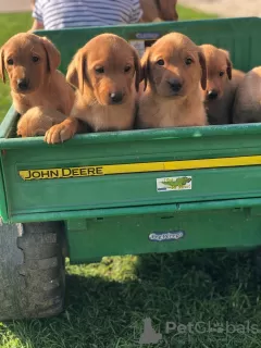 Photo №1. labrador retriever - à vendre en ville de Bremen | 500€ | Annonce №11624