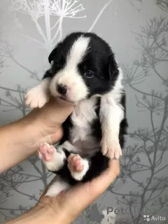 Photos supplémentaires: Chiots border collie, le chien le plus intelligent du monde