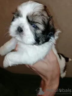 Photo №2 de l'annonce № 113606 de la vente lhassa apso, shih tzu - acheter à La Lettonie annonce privée, de la fourrière, éleveur