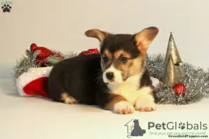 Photo №2 de l'annonce № 63544 de la vente welsh corgi - acheter à Grèce 