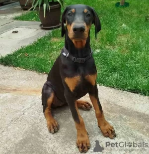 Photo №1. dobermann - à vendre en ville de Bucharest | 350€ | Annonce №125740