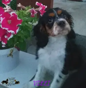 Photo №4. Je vais vendre cavalier king charles spaniel en ville de Brest. de la fourrière - prix - 500€