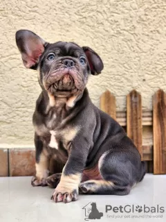 Photo №1. bouledogue - à vendre en ville de Ashkelon | négocié | Annonce №101929