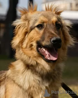 Photo №2 de l'annonce № 10990 de la vente chien bâtard - acheter à Fédération de Russie annonce privée