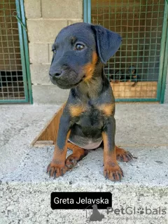 Photo №1. terrier de chasse allemand - à vendre en ville de Loznica | négocié | Annonce №70694