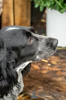 Photos supplémentaires: Adorables chiots cockers anglais !