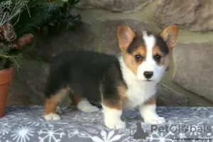 Photo №2 de l'annonce № 63531 de la vente welsh corgi - acheter à USA 