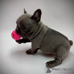 Photo №1. bouledogue - à vendre en ville de Atalanti | négocié | Annonce №88563