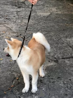 Photos supplémentaires: Je vends des chiots Akita japonais