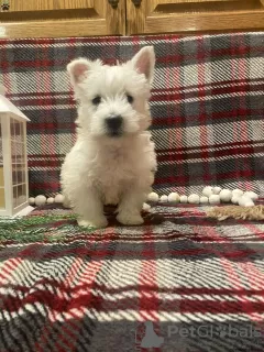 Photo №3. Chiots West Highland Terrier à vendre. Allemagne