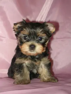 Photo №1. yorkshire terrier - à vendre en ville de Murghab | 451€ | Annonce №584