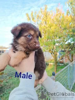 Photo №3. Foie des chiots berger allemand. Serbie