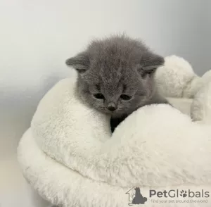 Photo №2 de l'annonce № 118021 de la vente british shorthair - acheter à USA annonce privée